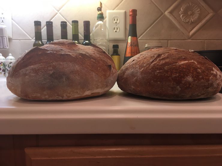 Oven Spring Comparison