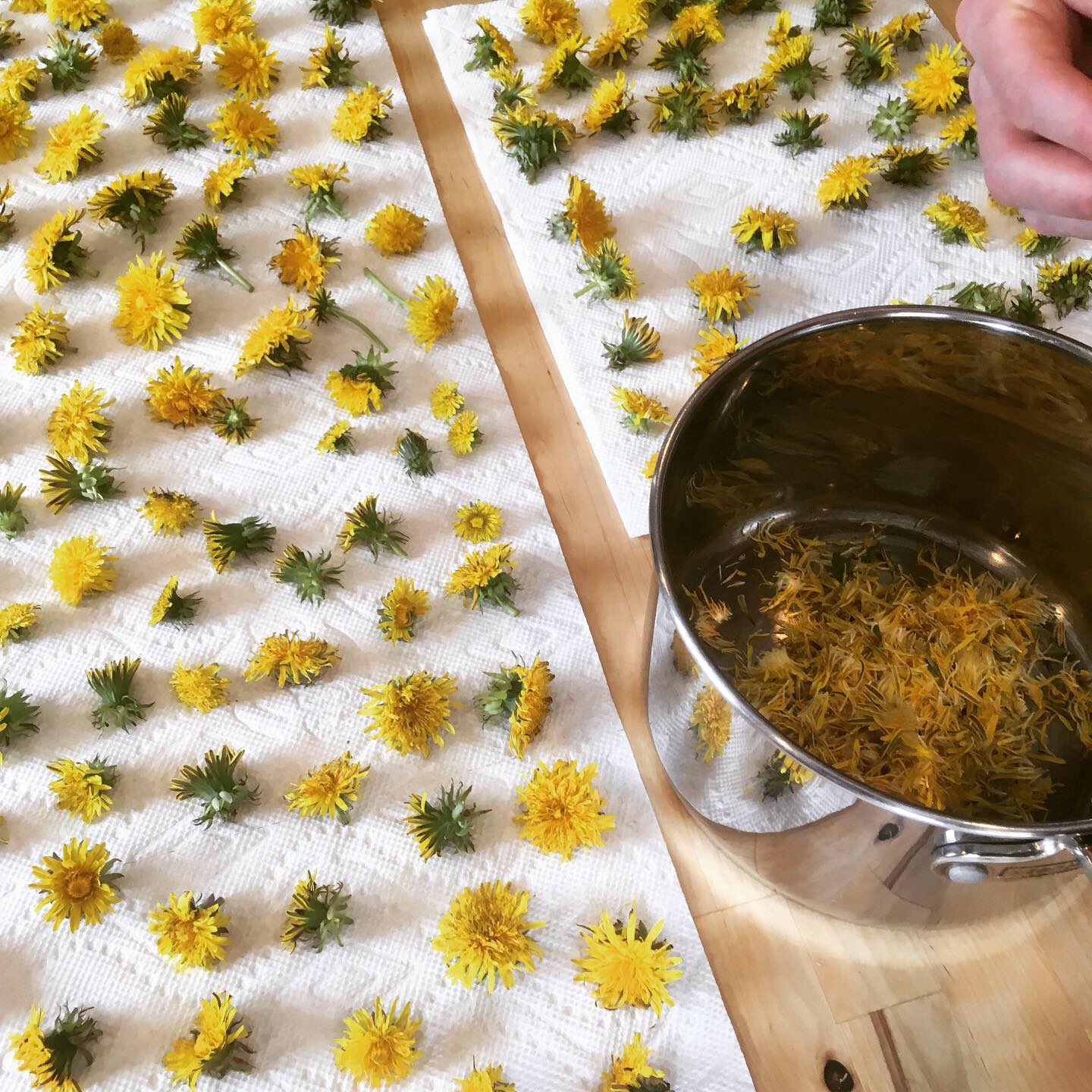 Drying Dandelions